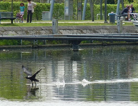 Een vliegende vogel vangt nogal eens wat - Neerpelt