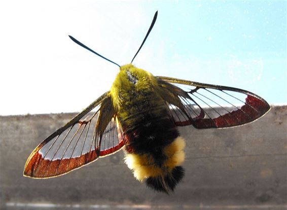 Een vlinder met een lange naam - Hechtel-Eksel