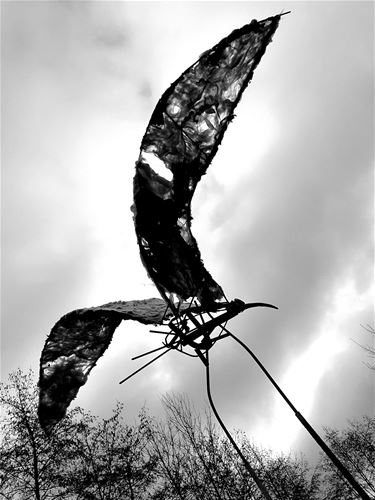 Een vogel bij De Wulp - Pelt