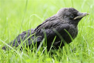 Een vogel die niet kan vliegen - Meeuwen-Gruitrode