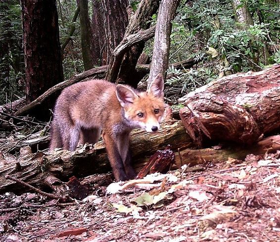 Een vos in het Hobos - Pelt