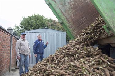 Een vrachtwagen vol witloof - Beringen