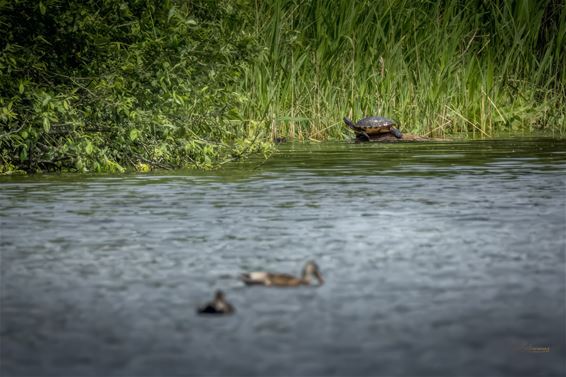 Een vreemde 'eend' in de bijt - Pelt
