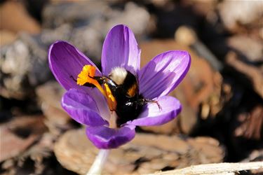 Een vroege hommel - Pelt