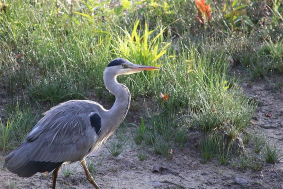 Een vroege vogel vangt nog wel eens wat - Bocholt