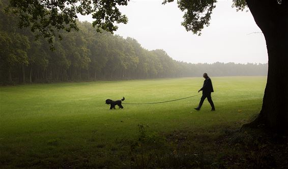 Een wandeling in Bosland - Lommel