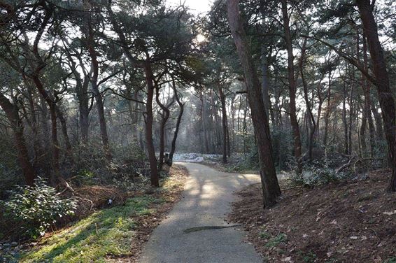 Een wandeling in Heeserbergen - Lommel