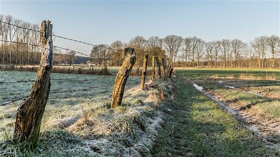 Een winterochtend - Overpelt