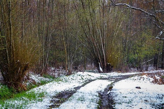 Een witte reiger in de sneeuw - Pelt