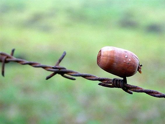 Een zachte eikel op een scherpe pin... - Peer