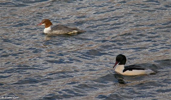 Een zeldzame wintergast: Grote zaagbek - Lommel