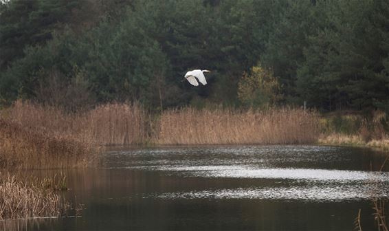 Een zilverreiger in Maatheide - Lommel