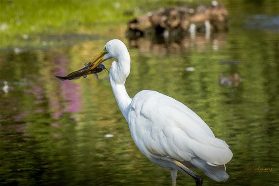 Een zilverreiger slaat toe - Bree