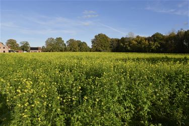 Een zonnig tussendoortje - Beringen & Leopoldsburg