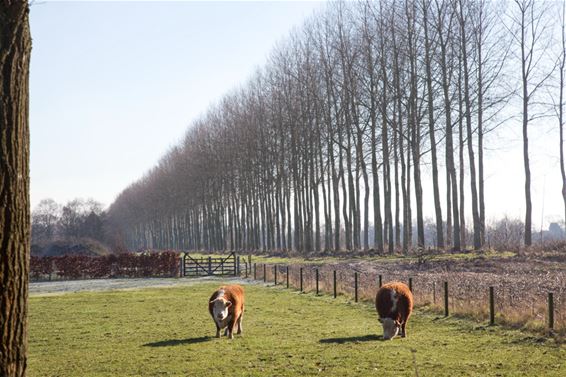 Een zonnige dag in de Kolonie - Lommel