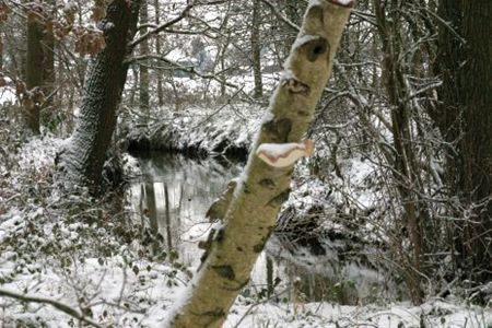 Een zwammetje onder de sneeuw - Hamont-Achel