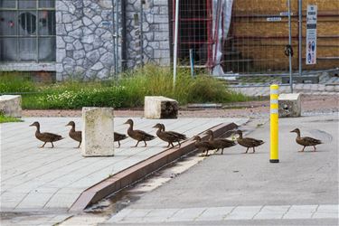 Eendenfamilie op stap - Beringen