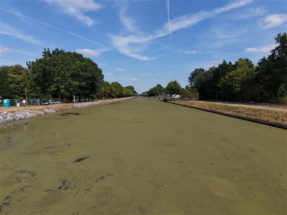 Eendenkroos kleurt kanaal groener dan blauwalg - Pelt