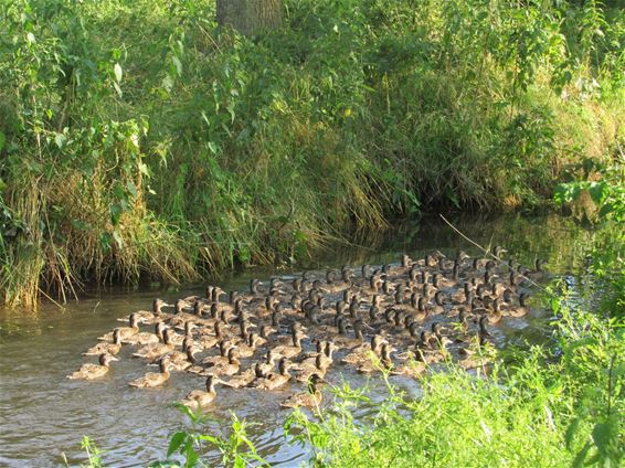 Eendjes aan de Blauwe Kei - Lommel