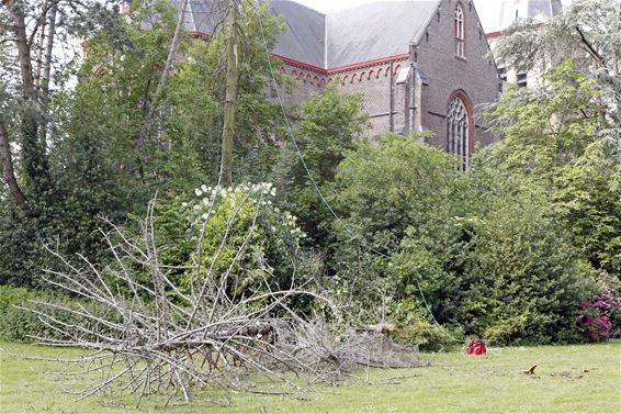 Eerste beheerswerken park van Lille - Pelt