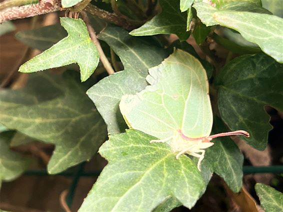 Eerste citroenvlinder gespot in Pelt - Pelt