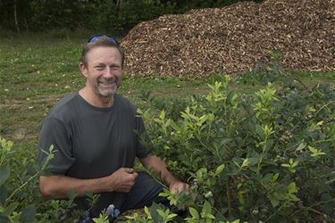 Eerste dag zelfpluk blauwe bessen succes - Beringen