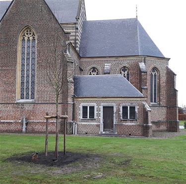 Eerste gemeentelijke 'klimaatboom' - Hechtel-Eksel