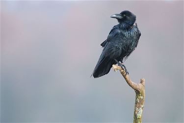 Eerste geslaagde broedgeval van raven in Bosland