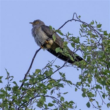 Eerste koekoek al gehoord in het Hageven - Pelt