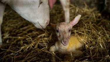 Eerste lammetje geboren - Beringen