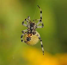 Eerste les: hoe spin ik mijn web? - Overpelt