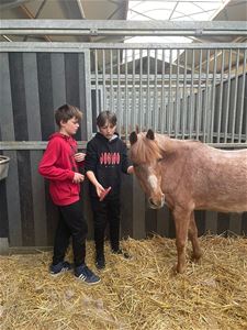 Eerste les paardrijden voor eerstejaars - Bocholt