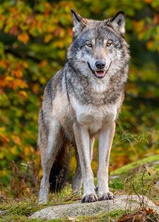 Eerste Limburgse wolf van dit seizoen aangereden - Hechtel-Eksel