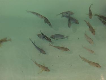 Eerste vissen arriveren in duikcentrum TODI - Beringen