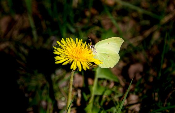 Eerste vlinders gespot op Blekerheide - Lommel