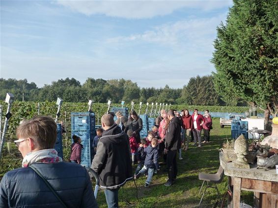 Eerste wijndruiven geoogst - Peer