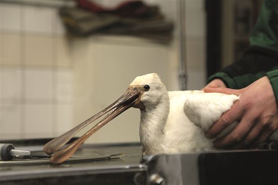 Eerste zeldzame patiënt in Natuurhulpcentrum - Oudsbergen