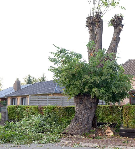 Eeuwenoude linde gesnoeid - Neerpelt