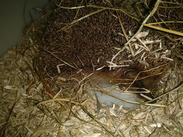 Egel bevrijd uit kleine kooi - Beringen