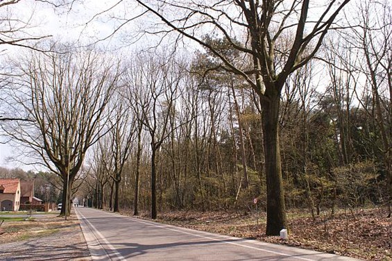 Eiken Wijshagerkiezel worden gerooid - Meeuwen-Gruitrode