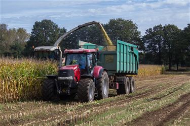 Einde van het oogstseizoen - Beringen