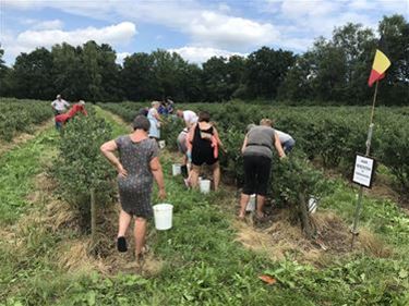 Einde zelfpluk bij Blueberry Fields - Beringen