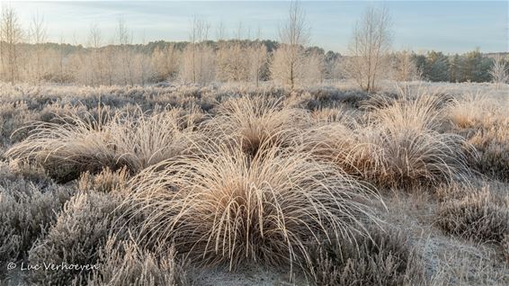 Eindelijk (een beetje) winter - Lommel