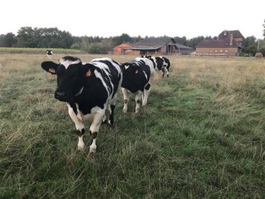 Eindelijk stikstofakkoord, reacties positief - Beringen & Leopoldsburg