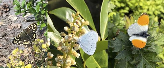 En alweer wat natuur - Lommel