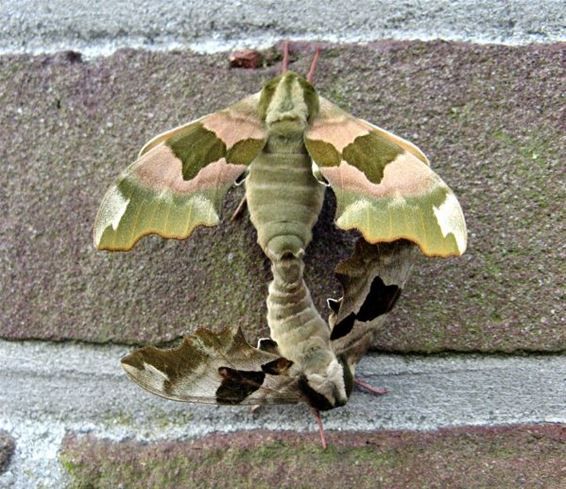 En dat op Moederdag! - Neerpelt