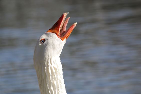 En maar blazen - Pelt