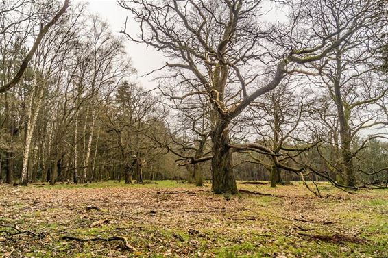 En maar bomen vellen - Overpelt