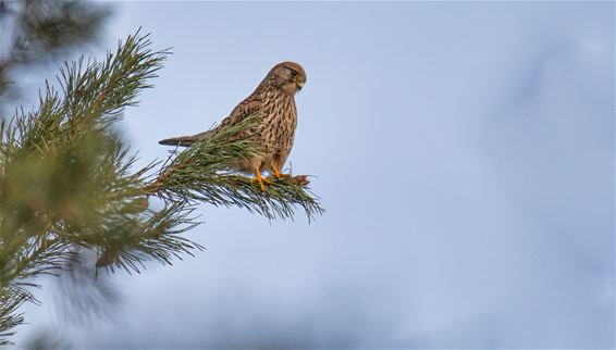 En nog meer vogels... - Lommel