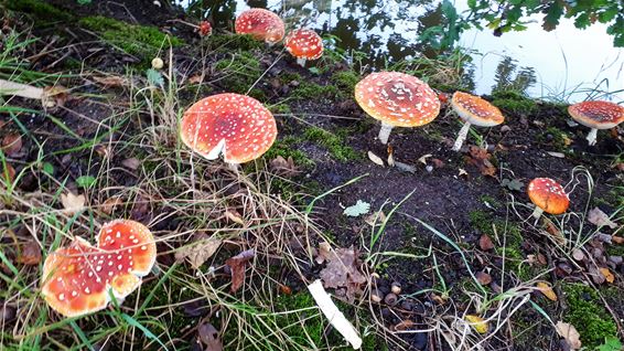 En nog wat paddenstoelen - Lommel